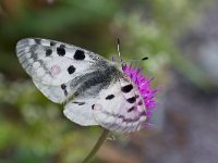 maudoc.com • Parnassius apollo •  IMG_1173 copia.jpg   Parnassius apollo